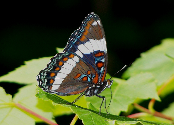 Limenitis arthemis arthemis, New Hampshire, USA – Frank Model