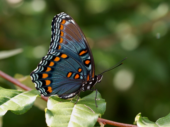 Red-spotted Purple / American White Admiral