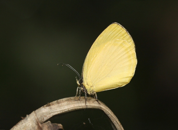 Liptena xanthostola coomassiensis, Bunso, Ghana – Adrian Hoskins