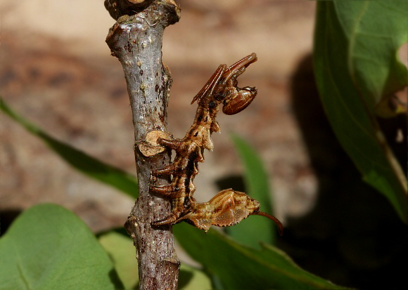 Stauropus fagi, 3rd instar larva, Dorset, England - Peter Bruce-Jones