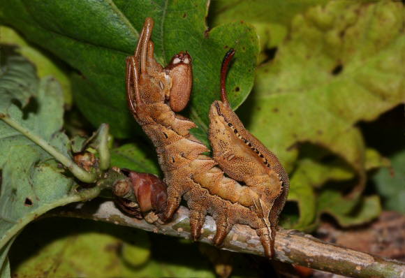 Lobster moth