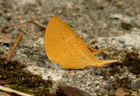 Loxura atymnus, male - Adrian Hoskins