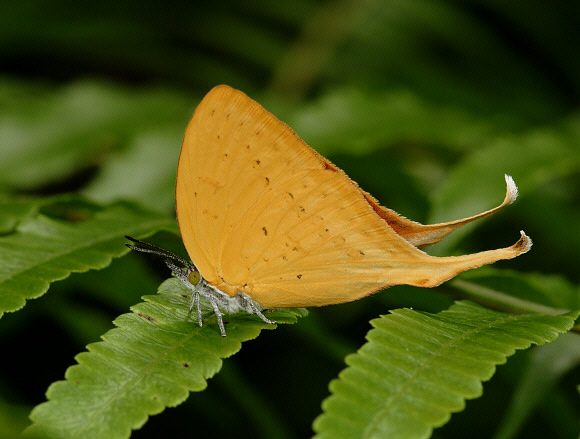 Common Yamfly