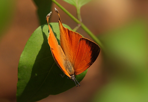 Loxura atymnus atymnus, Mumbai, India - Anand Narkevar