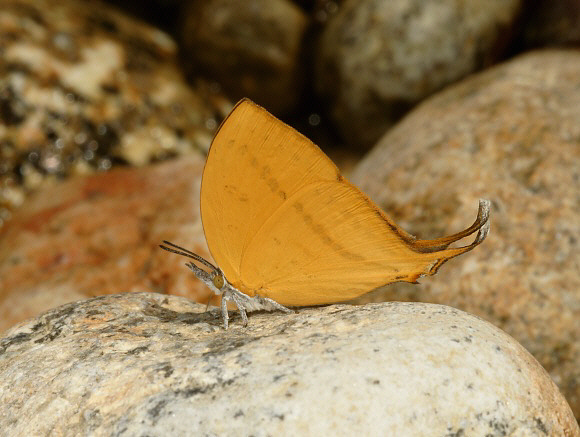 Broad-bordered Yamfly