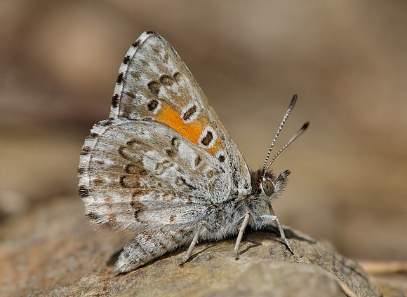 Lucia limbaria Canberra, Australia – David Fischer