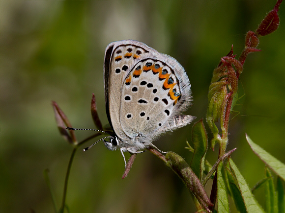 Northern Blue