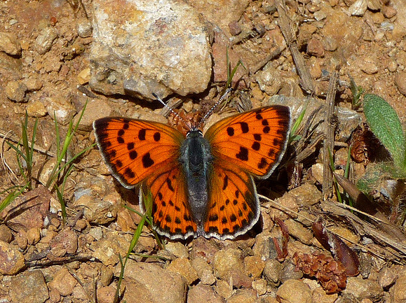 Lycaena%20alciphron%20GH001a%20Portugal - Learn Butterflies