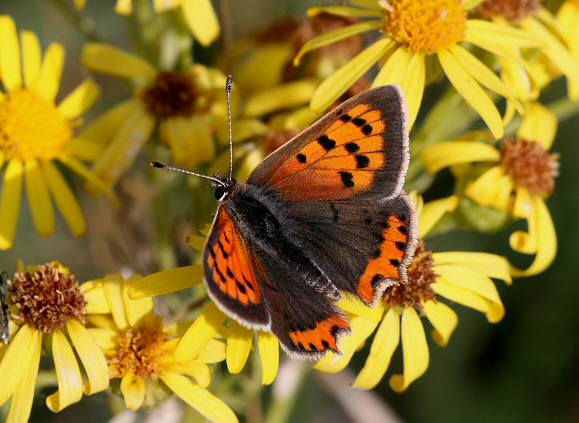 Lycaena%20phlaeas%201134 002b - Learn Butterflies