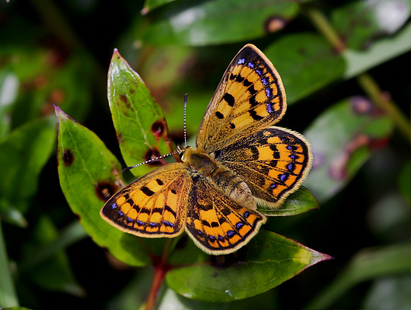 Lycaena salustius female, Arthur's Pass, South Island, NZ – Martin Gascoigne-Pees