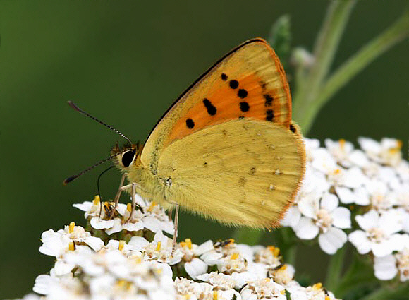 Common Copper Lycaena salustius, male – Martin Gascoigne-Pees