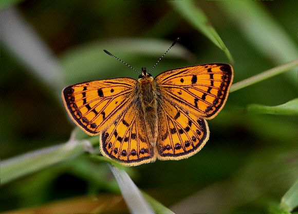 Common Copper