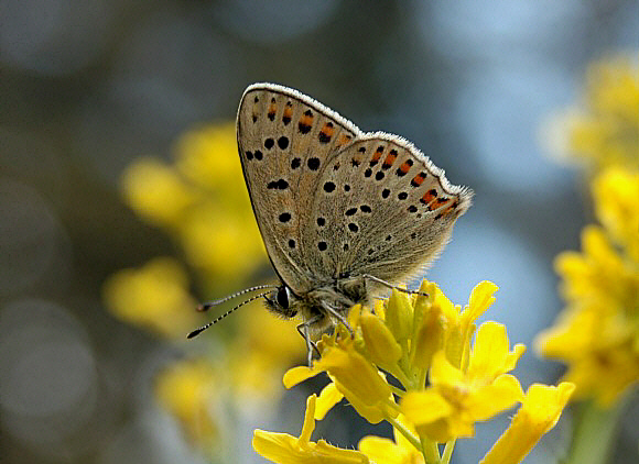 Lycaena%20tityrus%200529 001a - Learn Butterflies