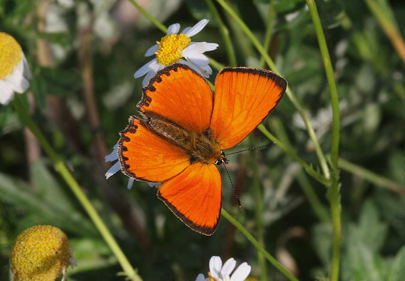 Scarce Copper