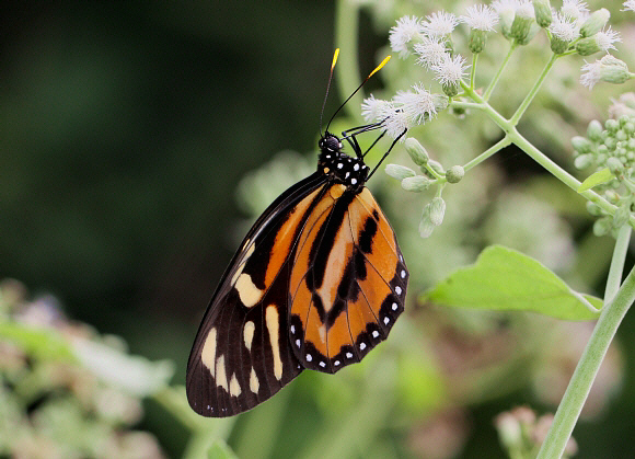 Lycorea%20halia%201482 001a - Learn Butterflies