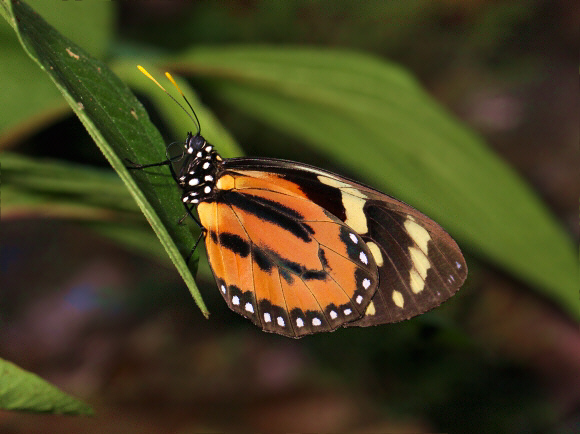 Lycorea%20halia%20pales%204981 001a - Learn Butterflies