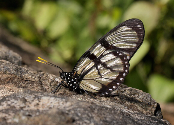 Lycorea%20ilione%201273 001a - Learn Butterflies