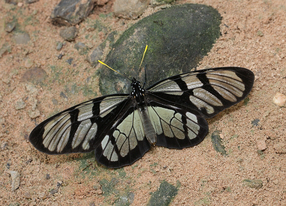 Lycorea%20ilione%203407 001a - Learn Butterflies