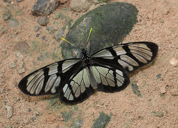 Clearwing-mimic Queen