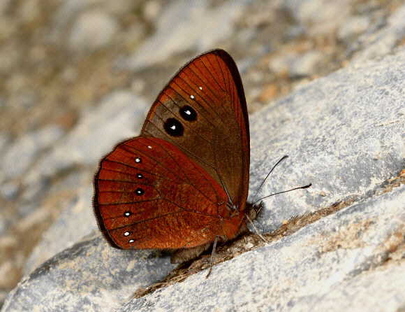 Twin-eyed Mountain Satyr