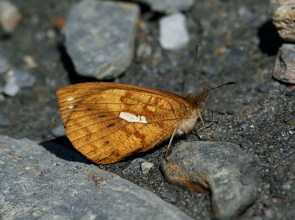 Golden Mountain Satyr