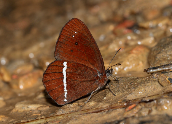 White-banded Mountain Satyr