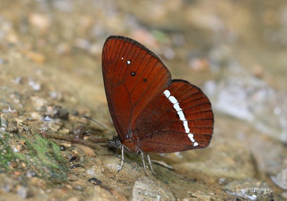 Lymanopoda albocincta, Tatama NP, Colombia - Adrian Hoskins