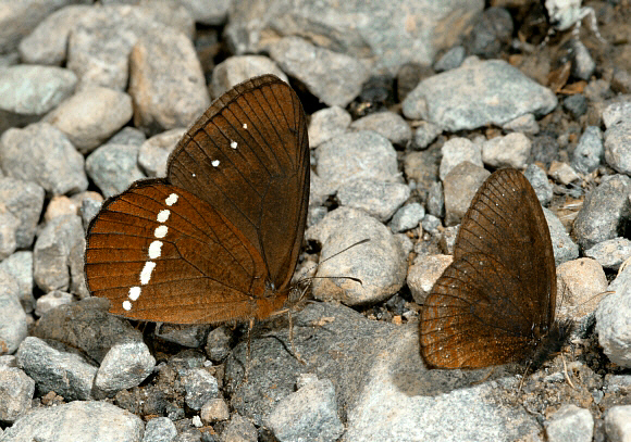 Apulia Mountain Satyr