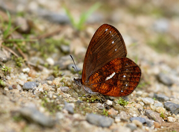 Lymanopoda ferruginosa, Manu cloudforest, 1800m, Peru - Adrian Hoskins