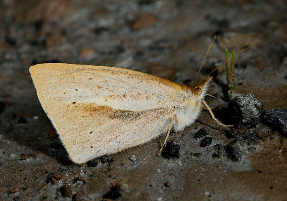 Streaked Pale Mountain Satyr