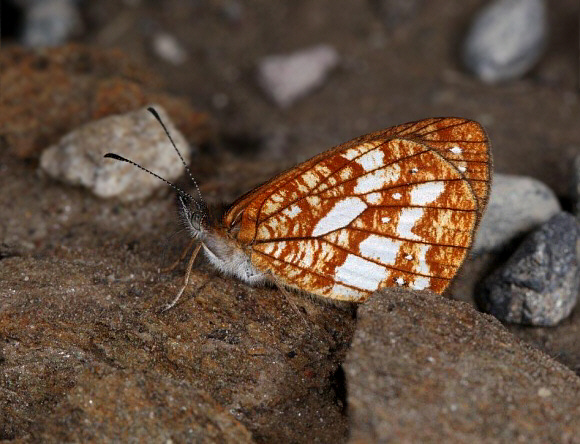 Reticulated Mountain Satyr