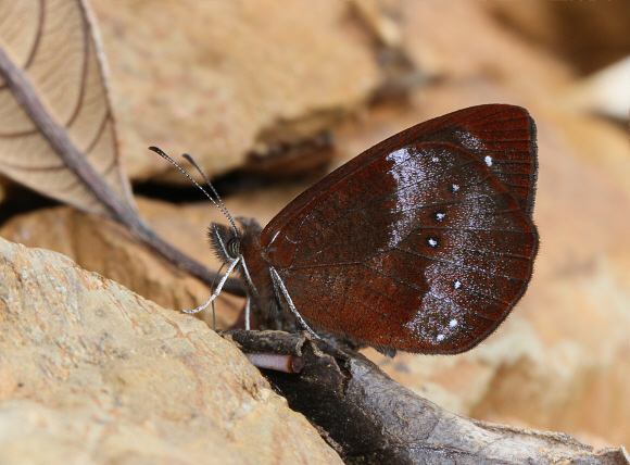 Lymanopoda obsoleta, Tatama NP, Colombia - Adrian Hoskins