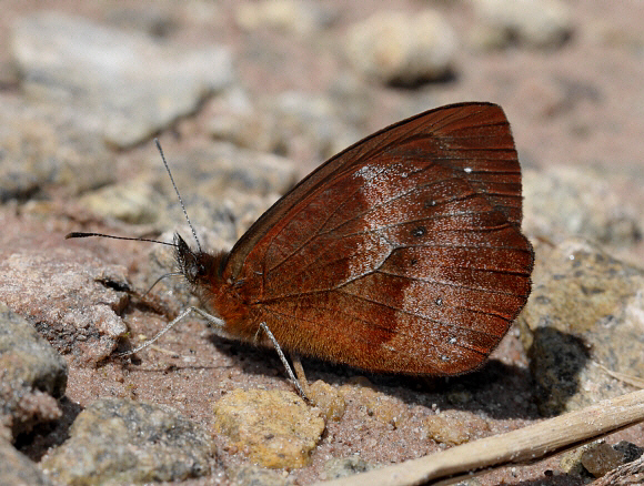 White-dusted Mountain Satyr