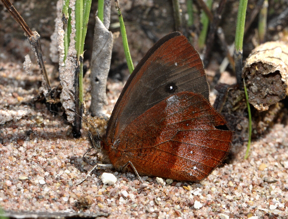 Lymanopoda obsoleta, Bosque She'llot, Peru - Adrian Hoskins