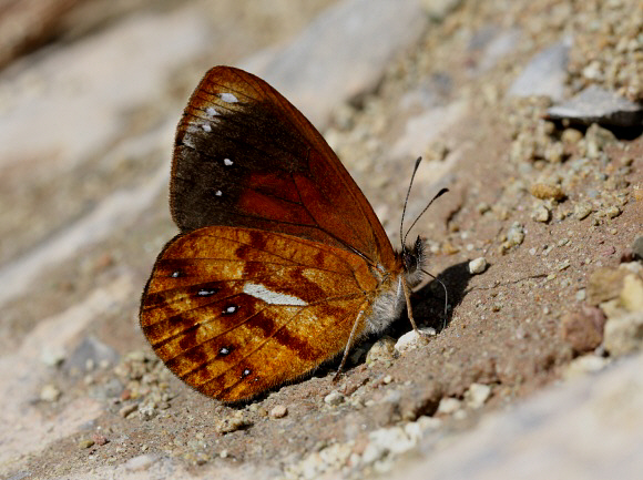 Weymer’s Mountain Satyr