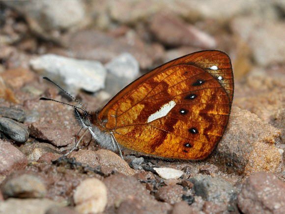 Lymanopoda rana, Bosque Sho'llet, Peru - Adrian Hoskins