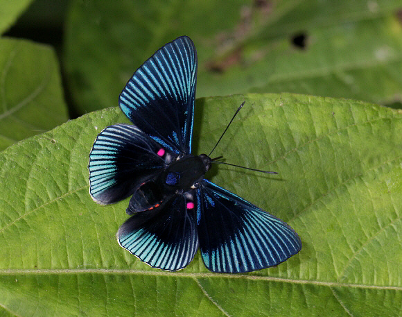 Blue-rayed Metalmark