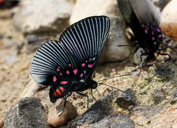 Lyropteryx%20apollonia%204208 001a - Learn Butterflies