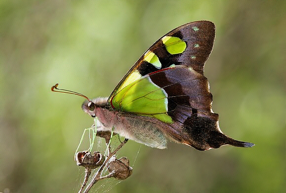 Graphium macleayanus Wollongong, New South Wales, Australia - David Fischer