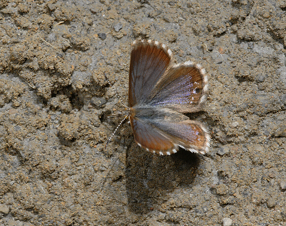 Puna Chequered Blue