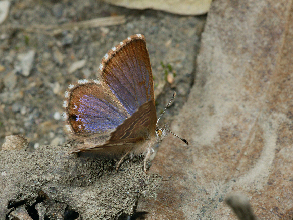 Madeleinea koa, Tres Cruces, Manu, Peru - Adrian Hoskins