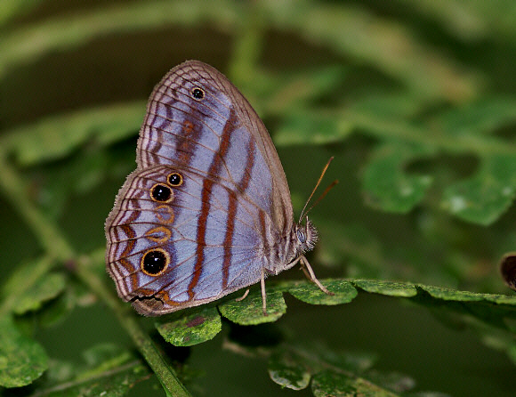 Ayaya Ringlet