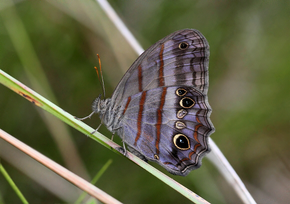 Magneuptychia libye Tatama NP, Colombia - Adrian Hoskins