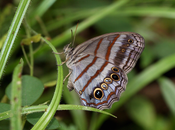 Magneuptychia libye Rio Claro, Colombia - Adrian Hoskins