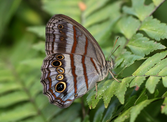 Libye Ringlet