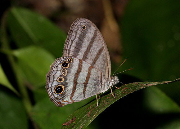 Ocnus Ringlet