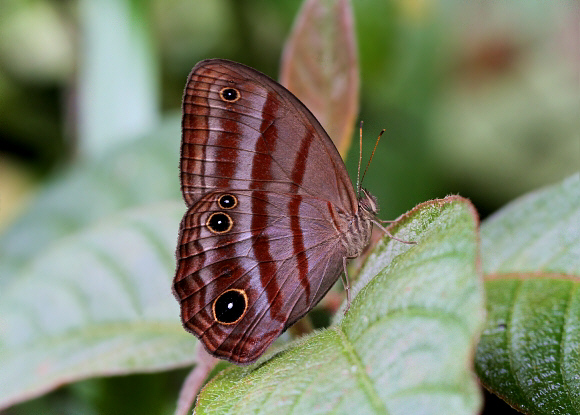 Tiessa Ringlet