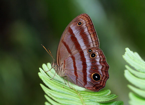 Magneuptychia tiessa Tatama NP, Colombia - Adrian Hoskins