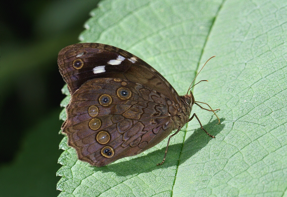 Manataria hercyna daguana, Medellin, Colombia - Adrian Hoskins