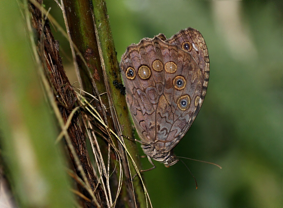 Manataria hercyna daguana, Otun-Quimbaya, Colombia - Adrian Hoskins